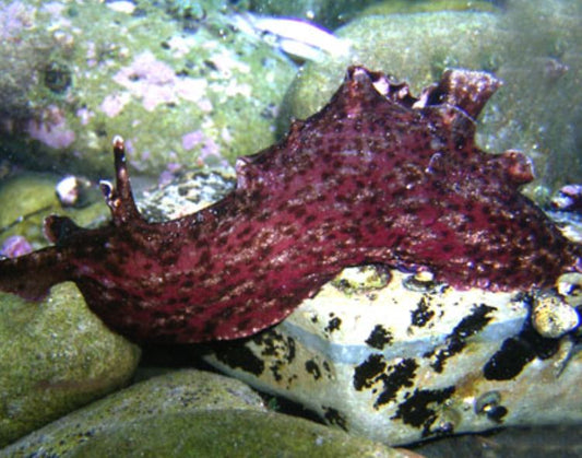 Californica Sea Hare Nudibranchs