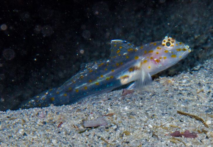 Transparent Cave Goby