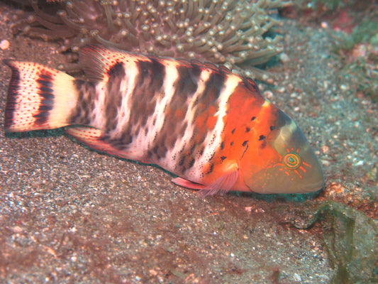 Red Breasted Maori Wrasse