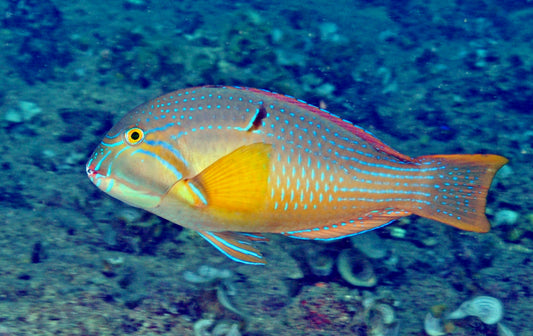 Bluespotted Tusk Wrasse