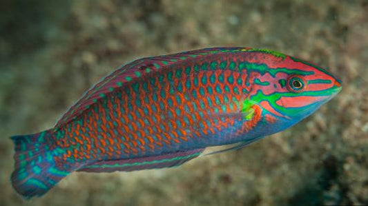 Xmas Fiji Juvenile Wrasse