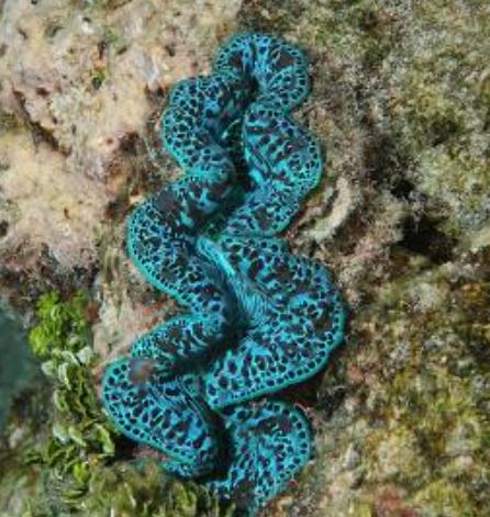 Maxima Ultra Clam