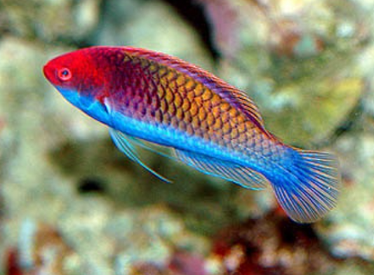 Clown Fairy Wrasse
