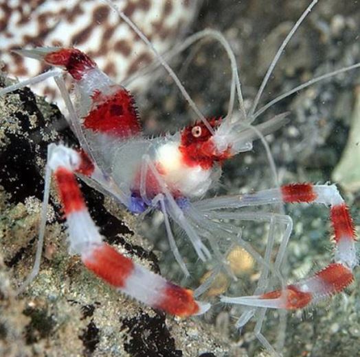 Coral Banded Shrimp