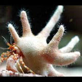 Live 6/18/26 Antler Staghorn Crab