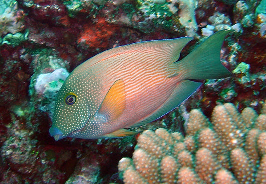 Bristletooth Short-Tail Tang :: Central Pacific