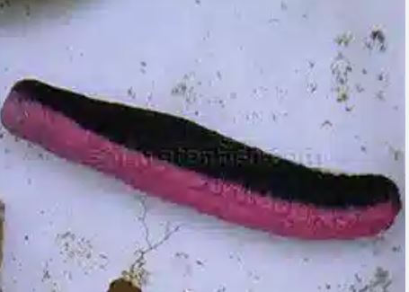 Red and Black Cucumber