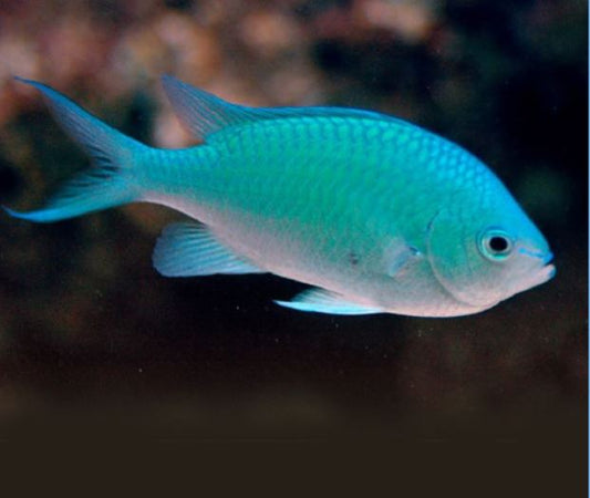 MAC Certified Blue Green Chromis Damsel