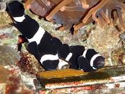 Darwin Clownfish