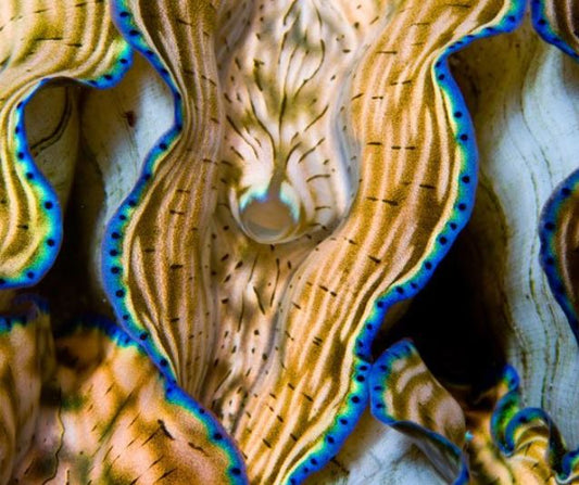 Derasa, Striped W/blue Ultra Clam