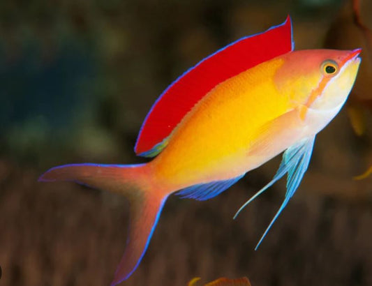 Male Dispar Anthias