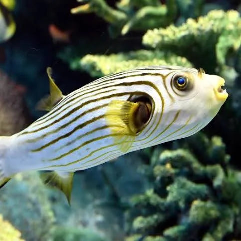 Live 8/6/26 Striped Dogface Puffer