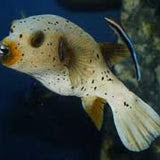 Dogface Puffer