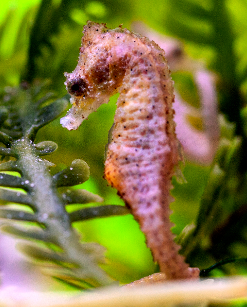 Dwarf Seahorse