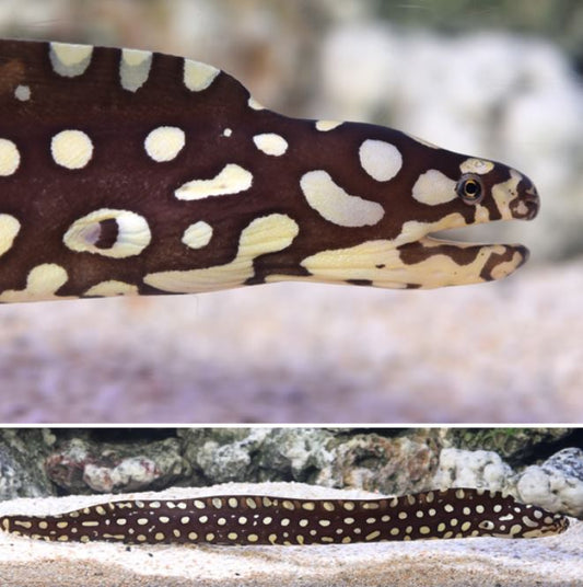 Skeletor Moray Eel
