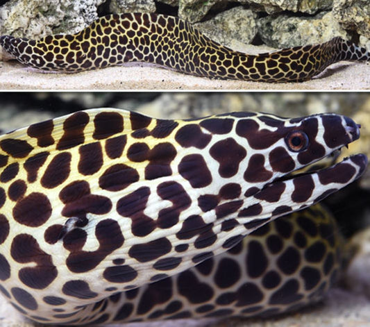 *Tesselata Eel