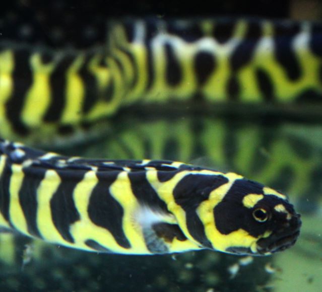 Live 9/17/26 Neon Engineer Goby