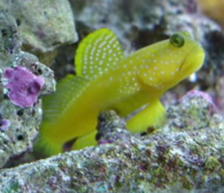 Watchman, False Yellow Spotted Goby