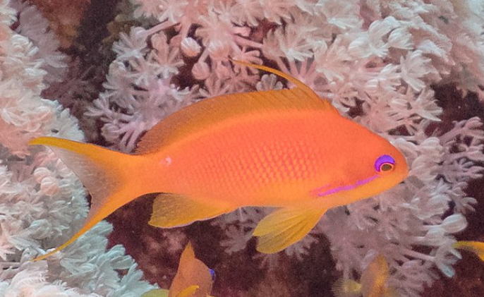 Live 3/26/26 Lyretail Anthias