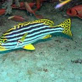 Striped Sweetlips