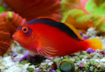 Flame Hawkfish