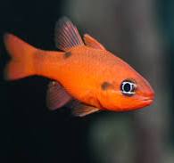 Flame Cardinal