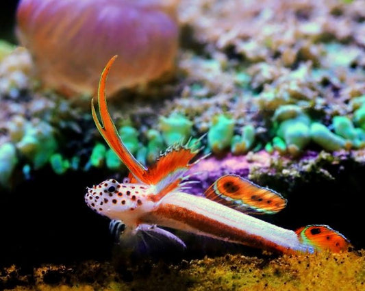 Flaming Prawn Goby