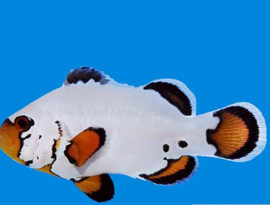 Flurry Clownfish