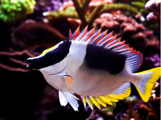 Magnificent Foxface Rabbitfish