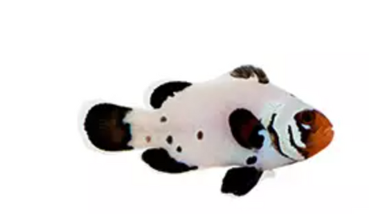Frostbite Clownfish