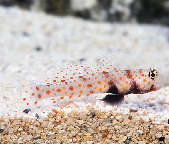 Orange Spot Prawn Goby