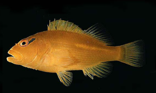 Golden Hawkfish