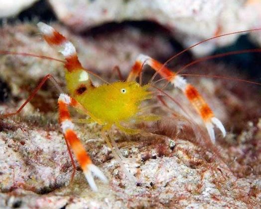 Live 6/18/26 Gold Coral Banded Shrimp