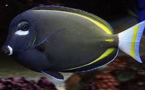 Gold Rim Tang