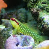 Green Banded Goby