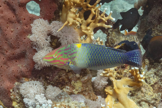 Marble Checkerboard Wrasse :: Central Pacific