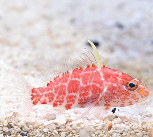 Geometric Pygmy Hawkfish