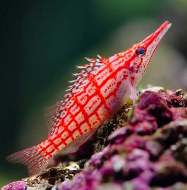 Longnose Hawkfish