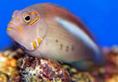 Arc Eye Hawkfish