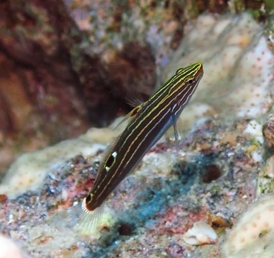 Hector's Goby