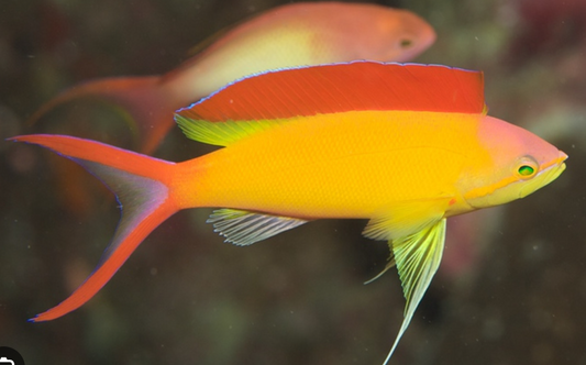 Male Ignitus Flame Anthias