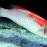 Live 7/23/26 Koi Male Fairy Wrasse