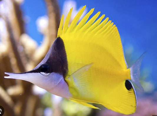 MAC Certified Longnose Yellow Butterfly