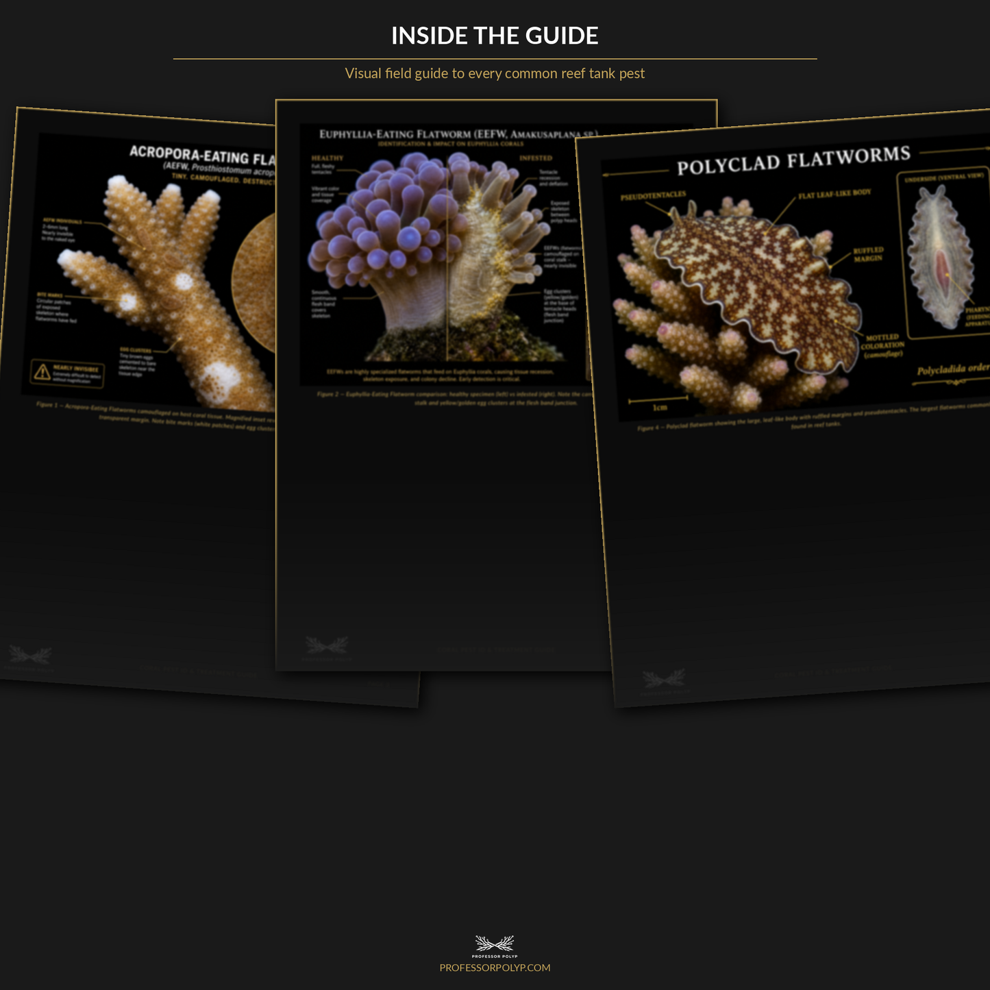 Coral Pest ID & Treatment Guide — Digital Download