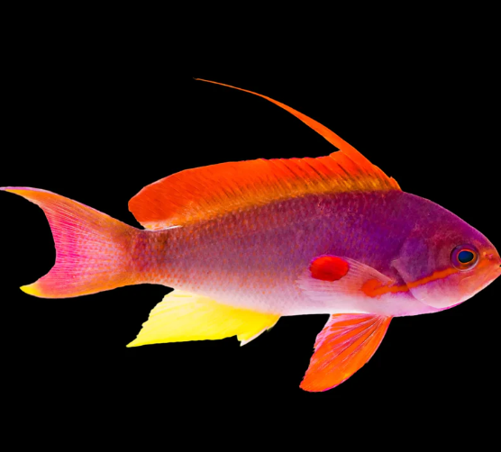 Live 3/26/26 Lyretail Anthias
