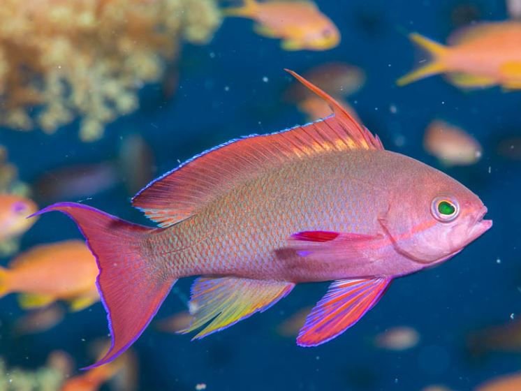 Live 3/26/26 Lyretail Anthias