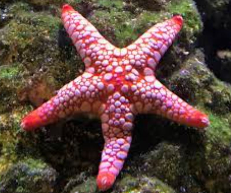 Marble Reef Starfish