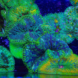 Mini Maxi Carpet Anemone