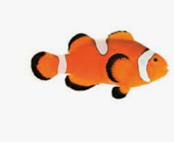 Misbar Ocellaris Clownfish