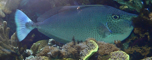 Blue Unicorn Tang :: South Asia